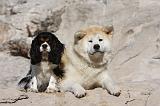 AKITA INU & CAVALIER KING CHARLES 005